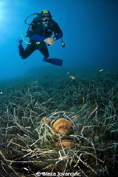 A diver and pen shells by Blaza Jovanovic 
